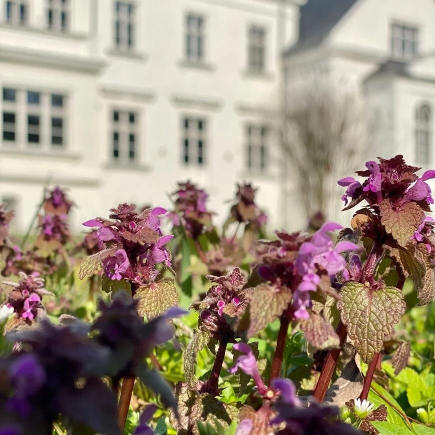 WhatsApp Image 2020-03-28 at 14.44.51-2.jpeg