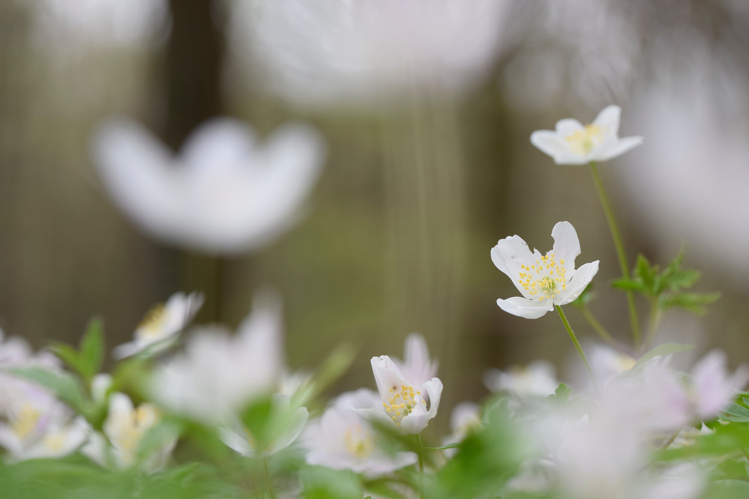 selective-focus-photography-of-white-flowers-1469684.jpg