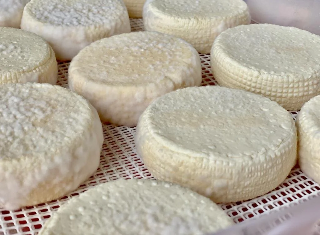 A Wine and Cheese Tasting with Daria Kosińska of Local Dairy, Sery Kosińscy