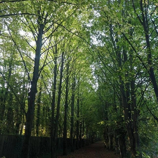 Who would have thought this was a crisp afternoon in Basingstoke? We love exploring new areas in this town, where do you most like to while away an afternoon?

#reiki #reikihealing #reikipractitioner #healing #reiki2 #basingstoke #lovebasingstoke #ro