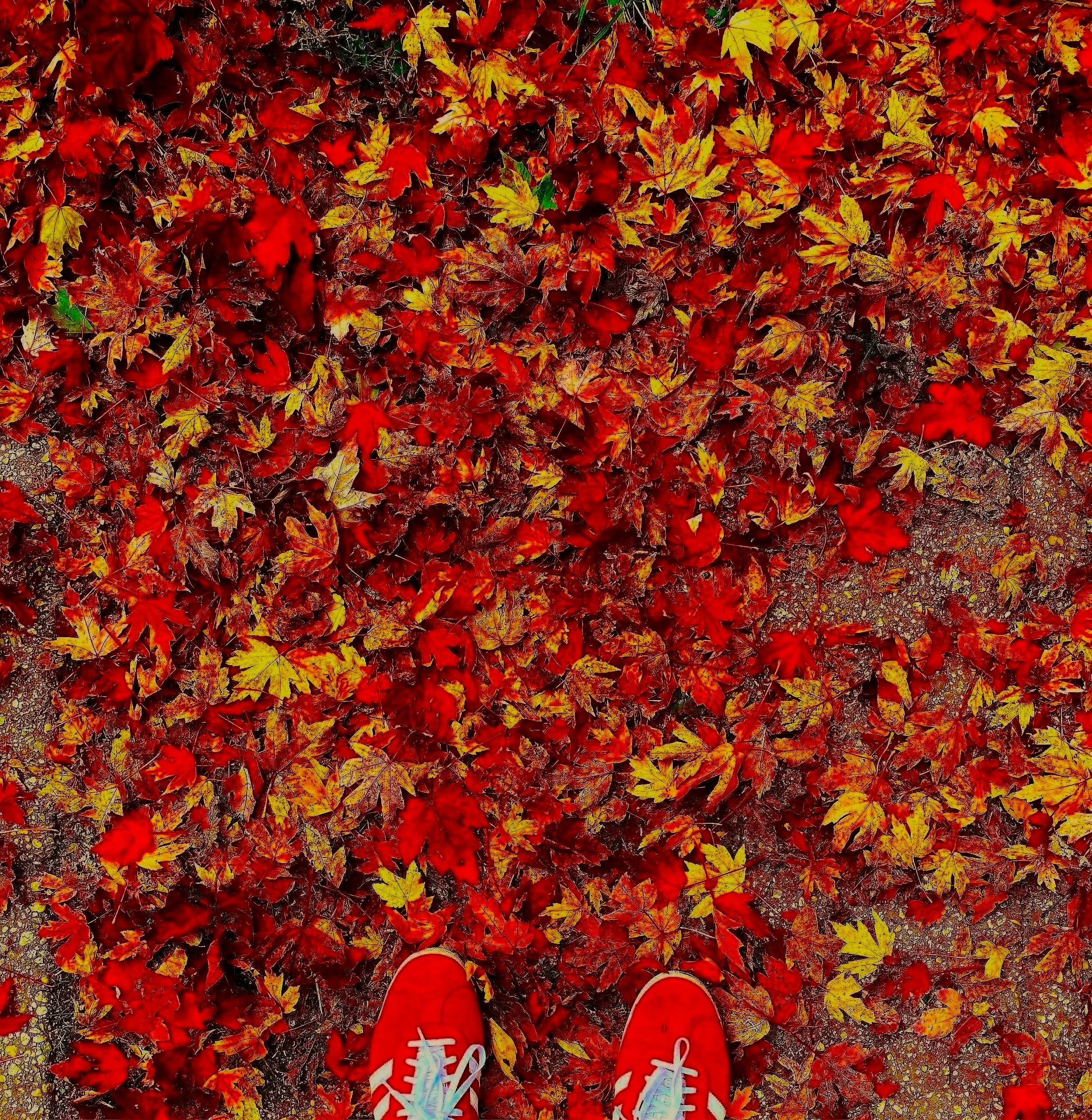 Red Leaves Banner.jpg