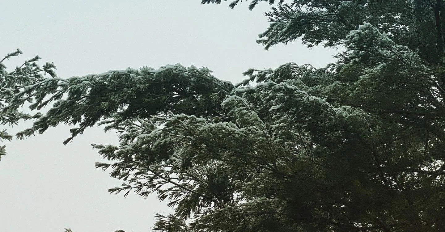Tree+Sign.jpg