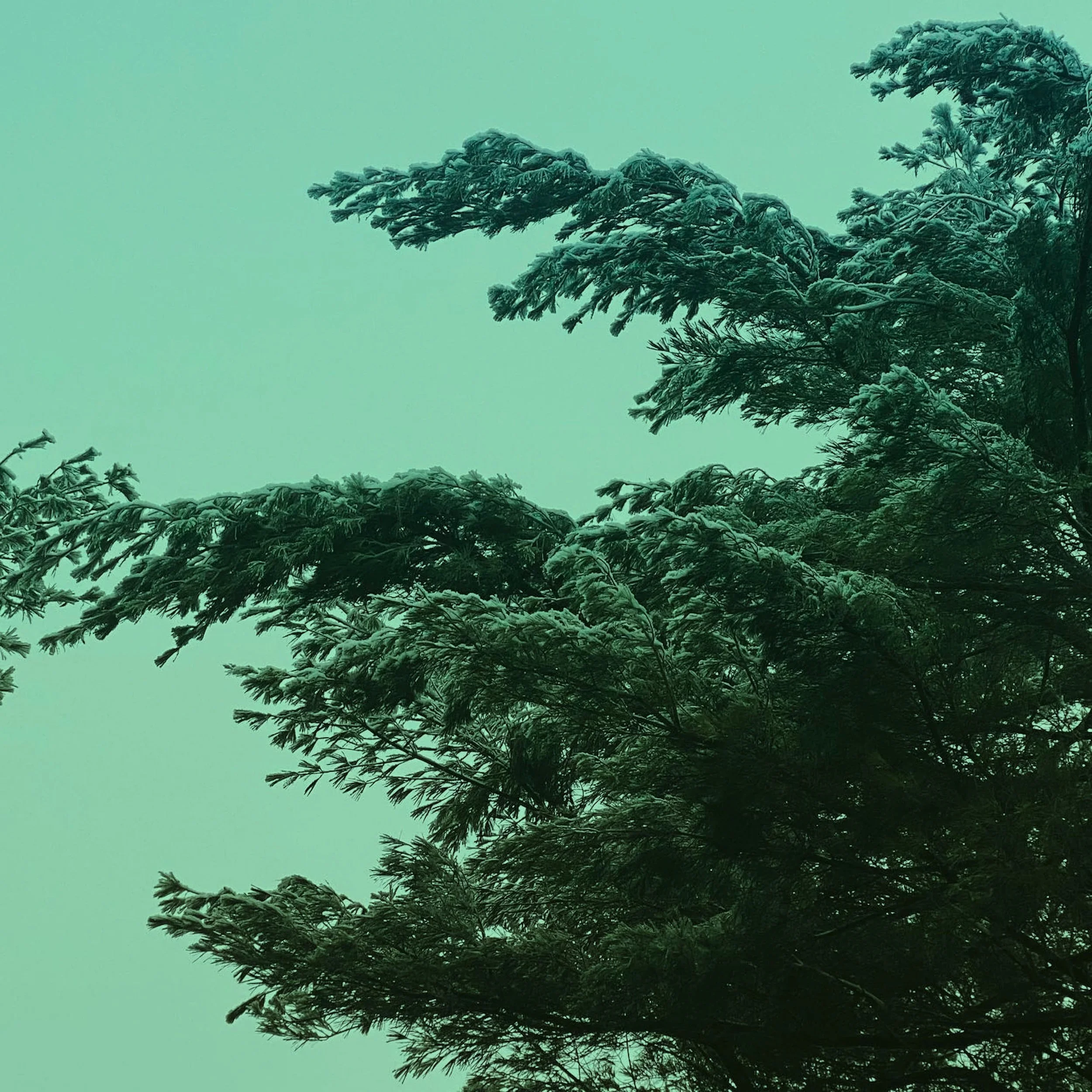 Green Pine Banner.jpg