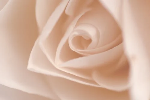 rose.jpg