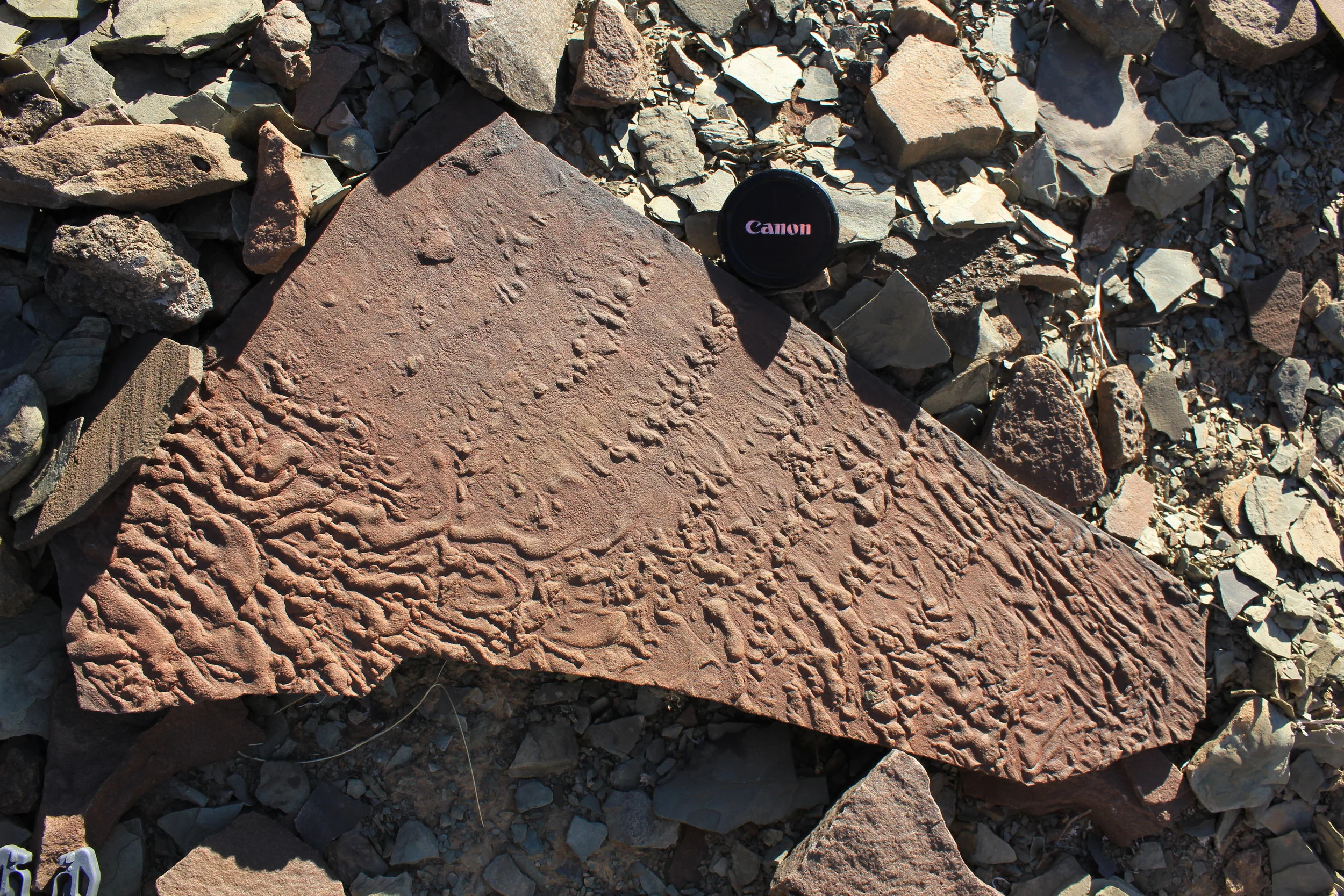  Photo credit: Marc Laflamme 