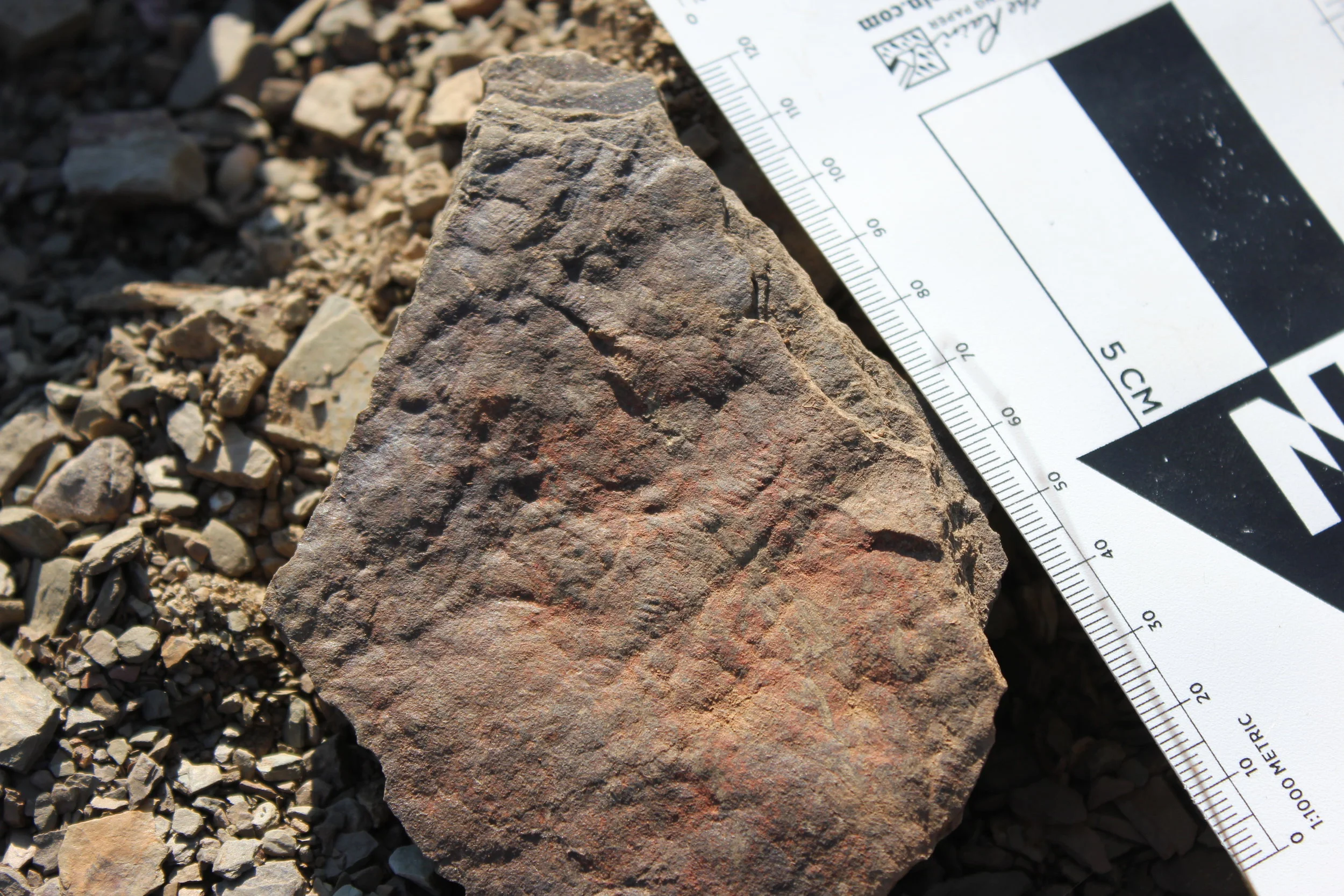  Photo credit: Marc Laflamme 