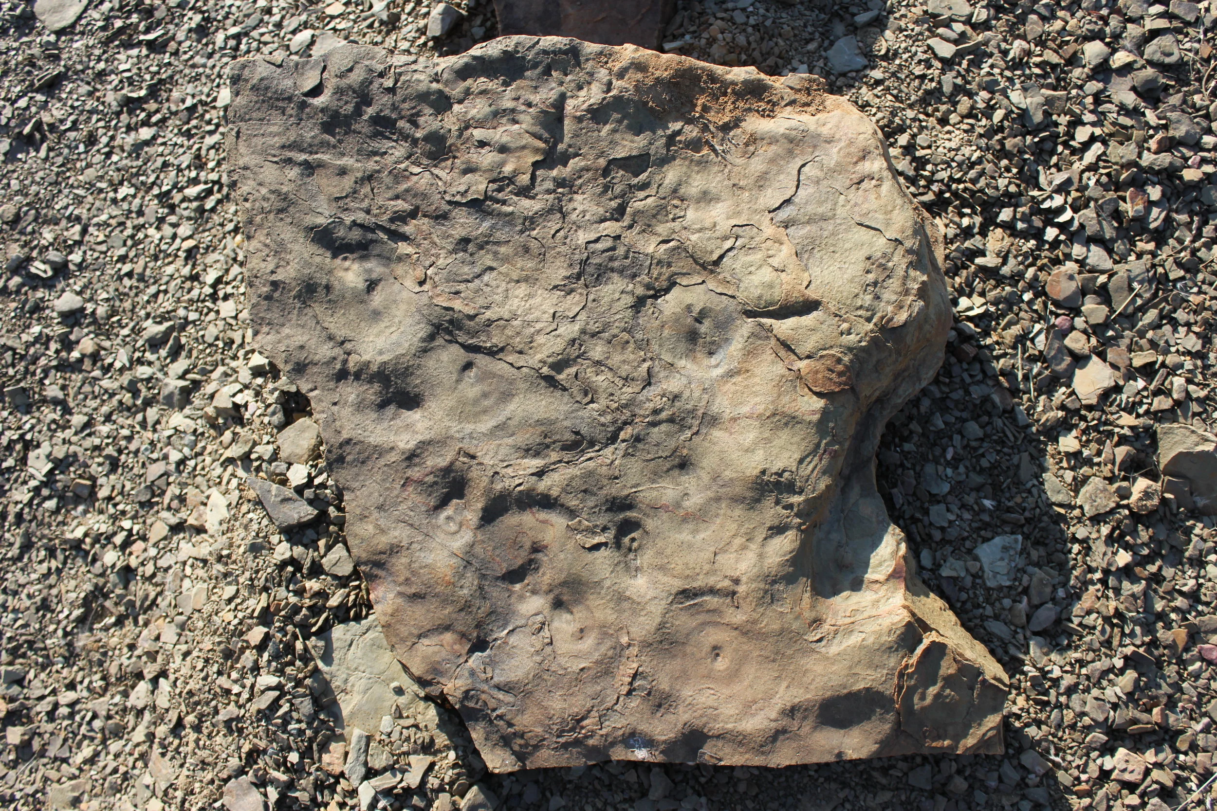  Photo credit: Marc Laflamme 