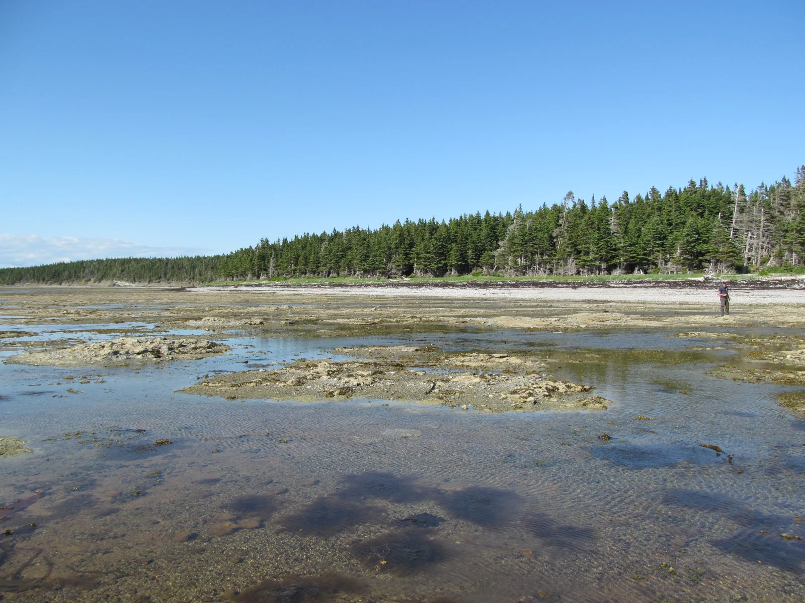  Image credit: Amelinda Webb (Washington College) 