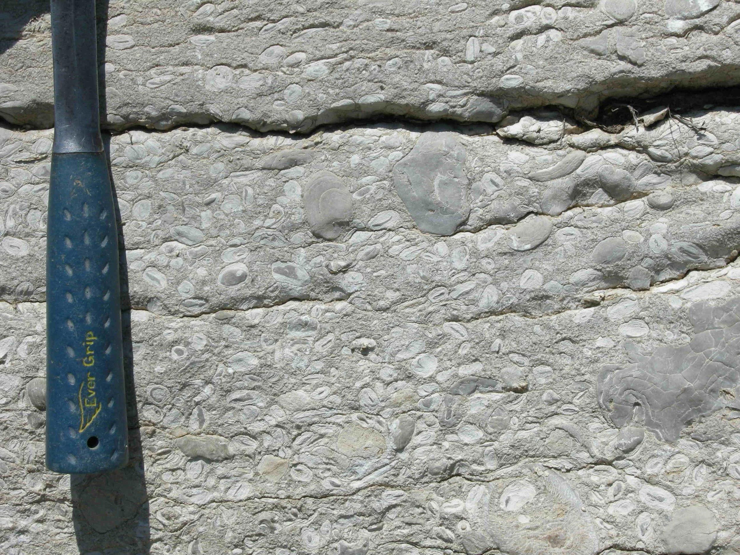  Image credit: Amelinda Webb (Washington College) 