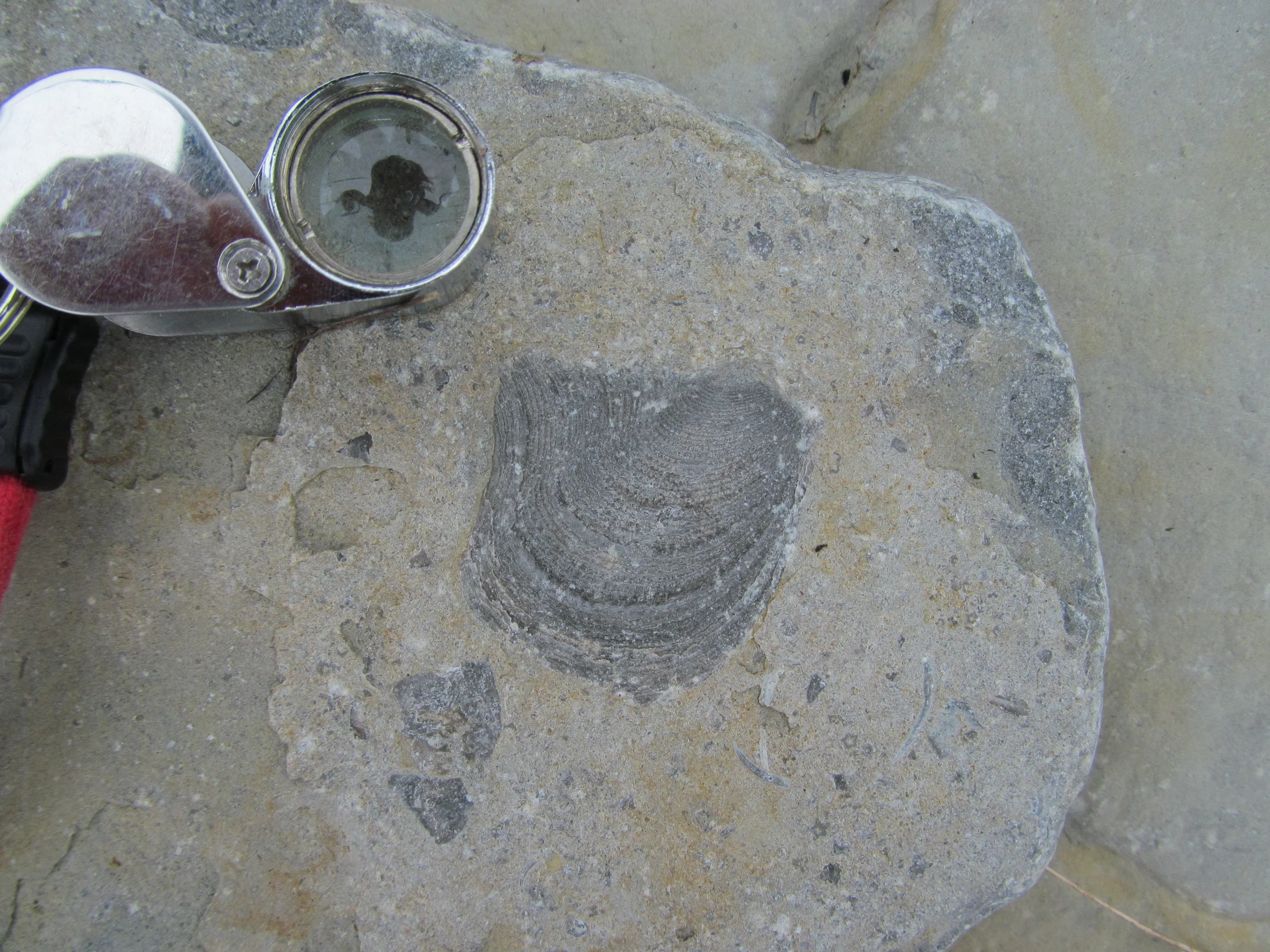  Image credit: Amelinda Webb (Washington College) 