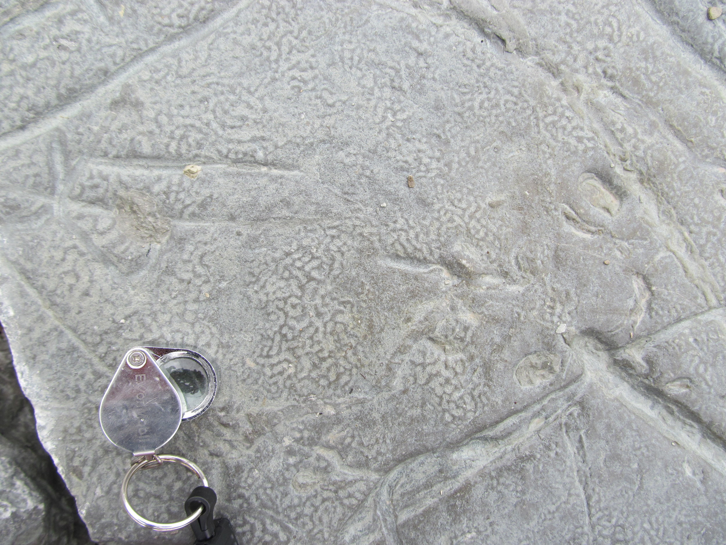  Image credit: Amelinda Webb (Washington College) 