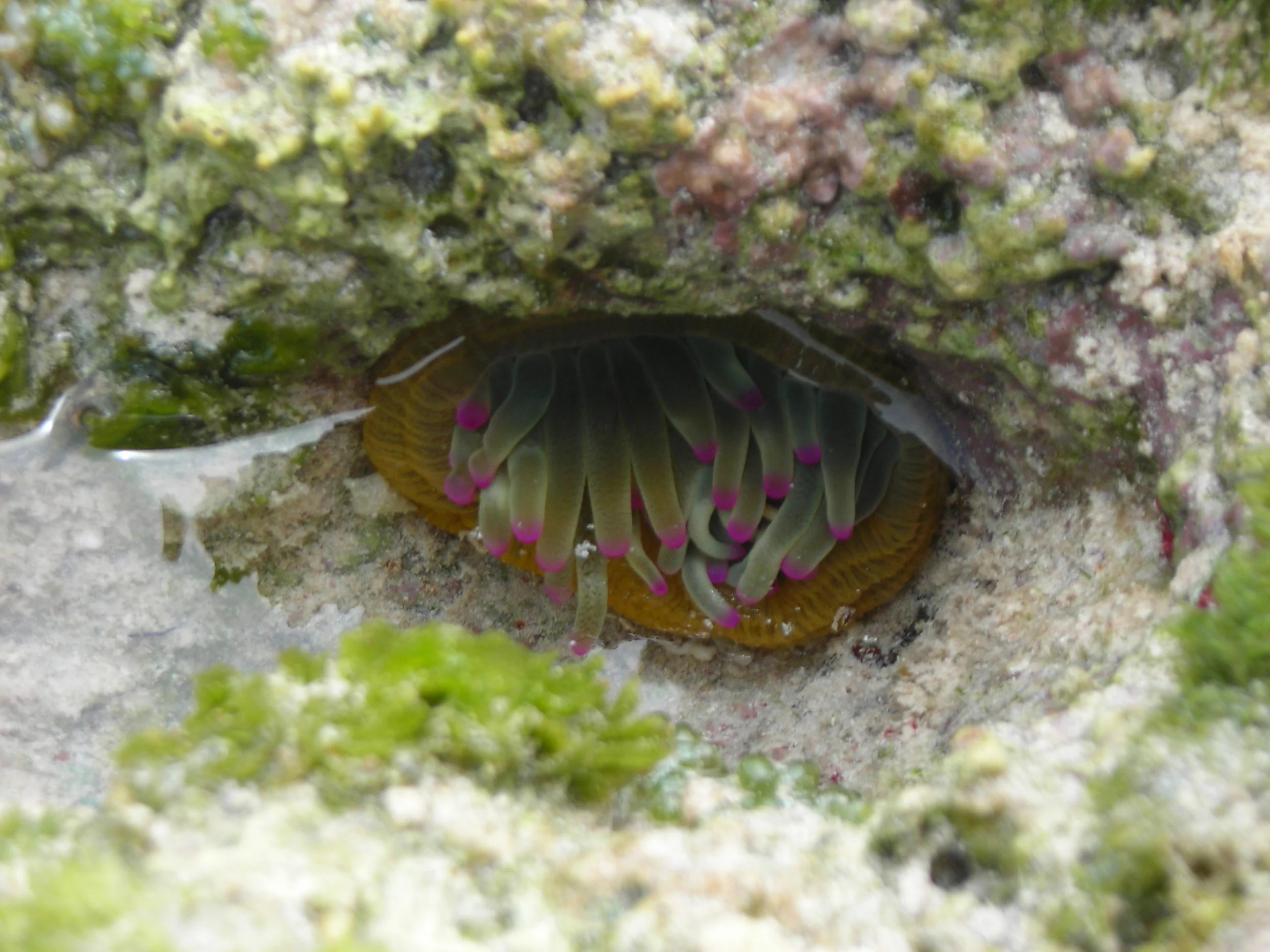 208 North Pt Anenome.JPG