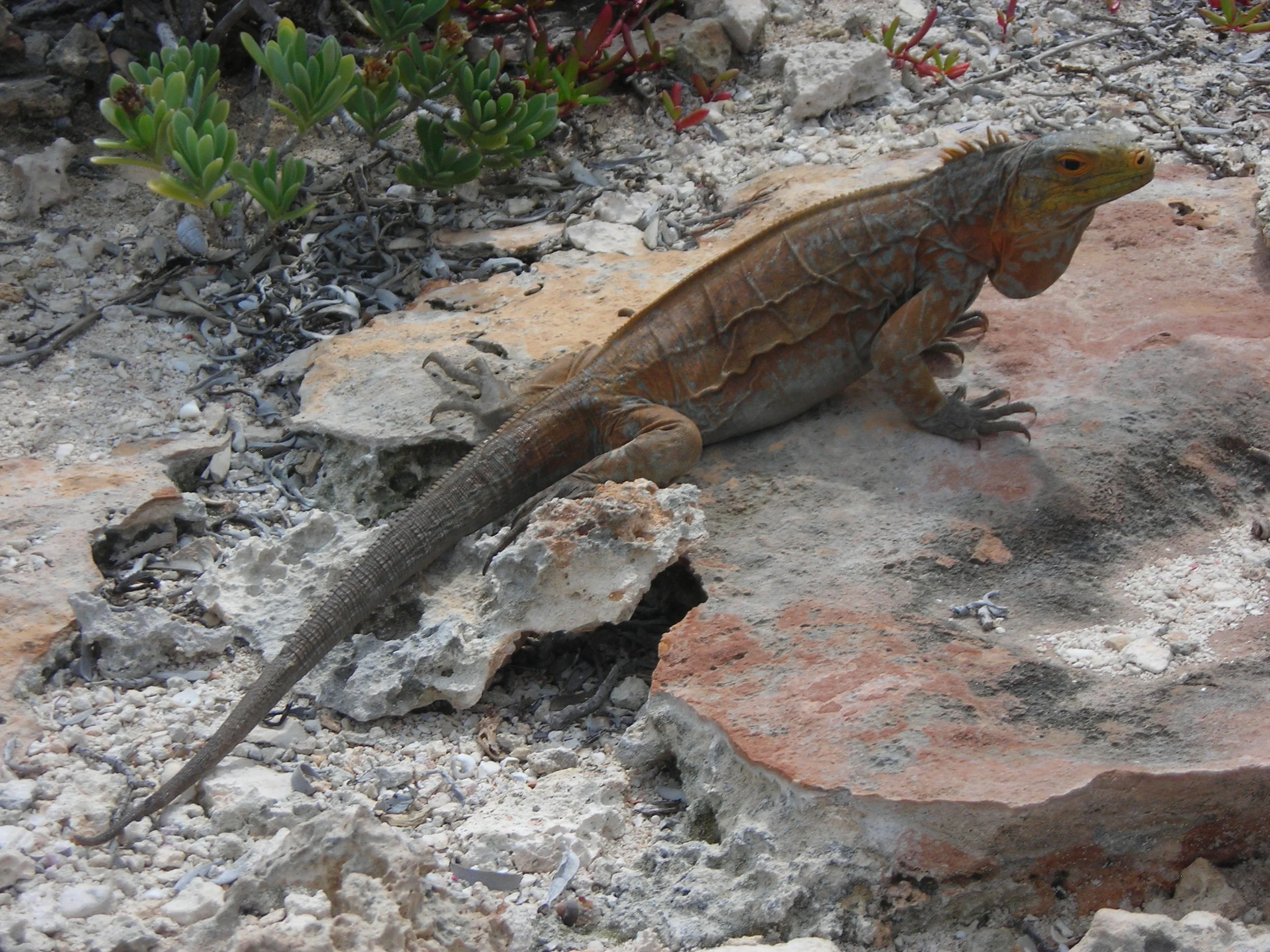 229 Green Cay Iguana.JPG