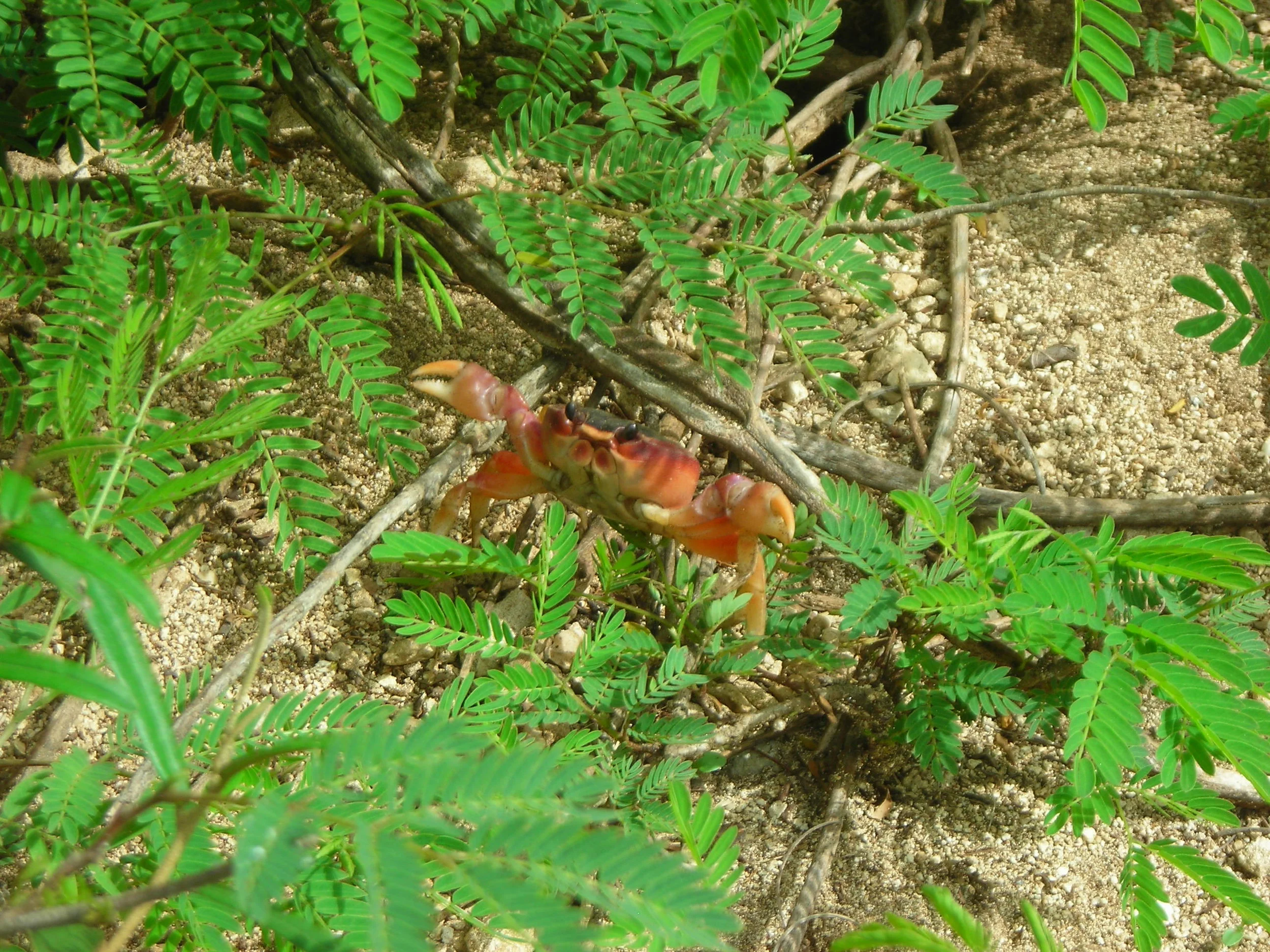 263 Crabby.JPG