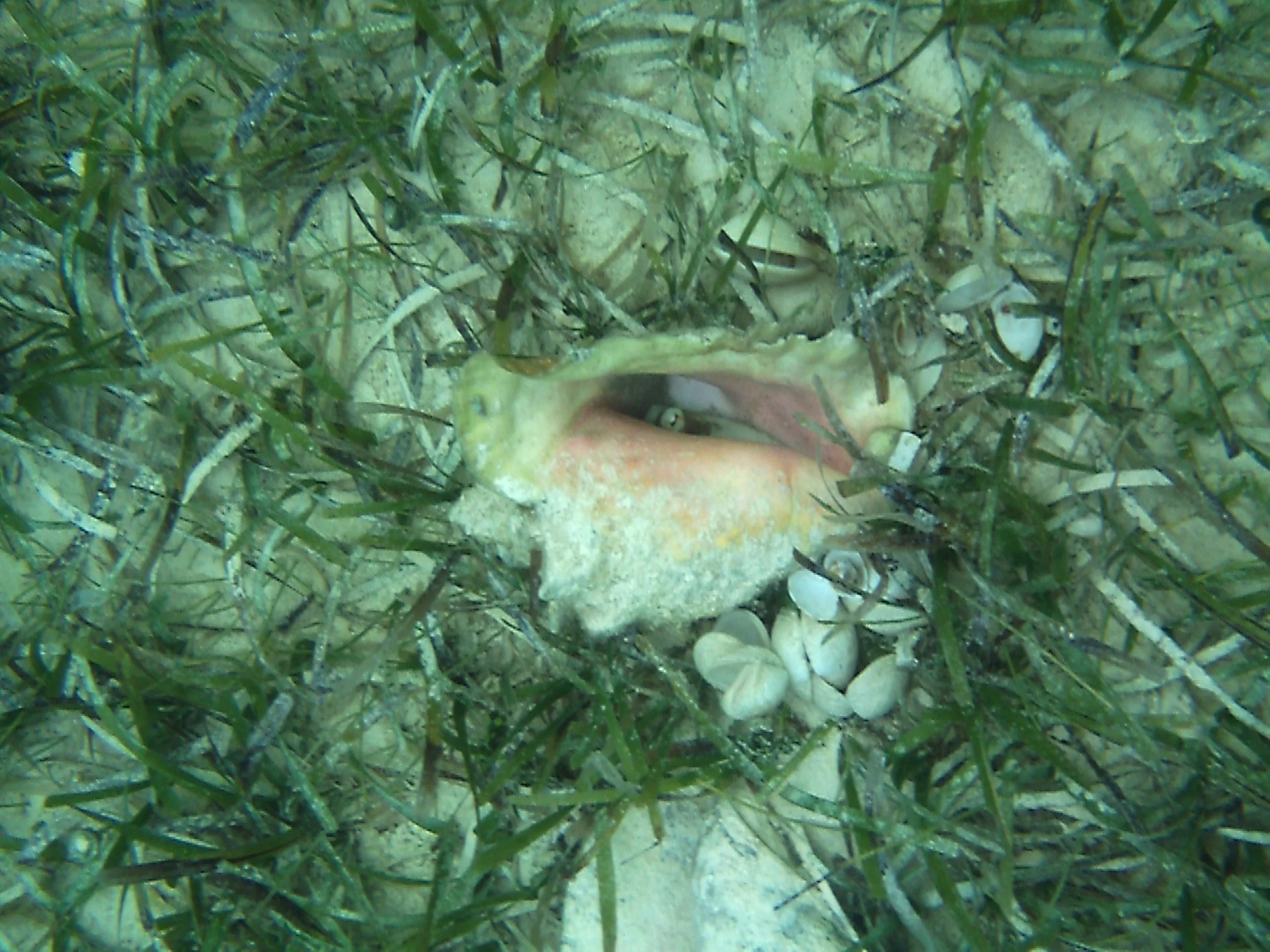 NP Eyes in the deep.JPG