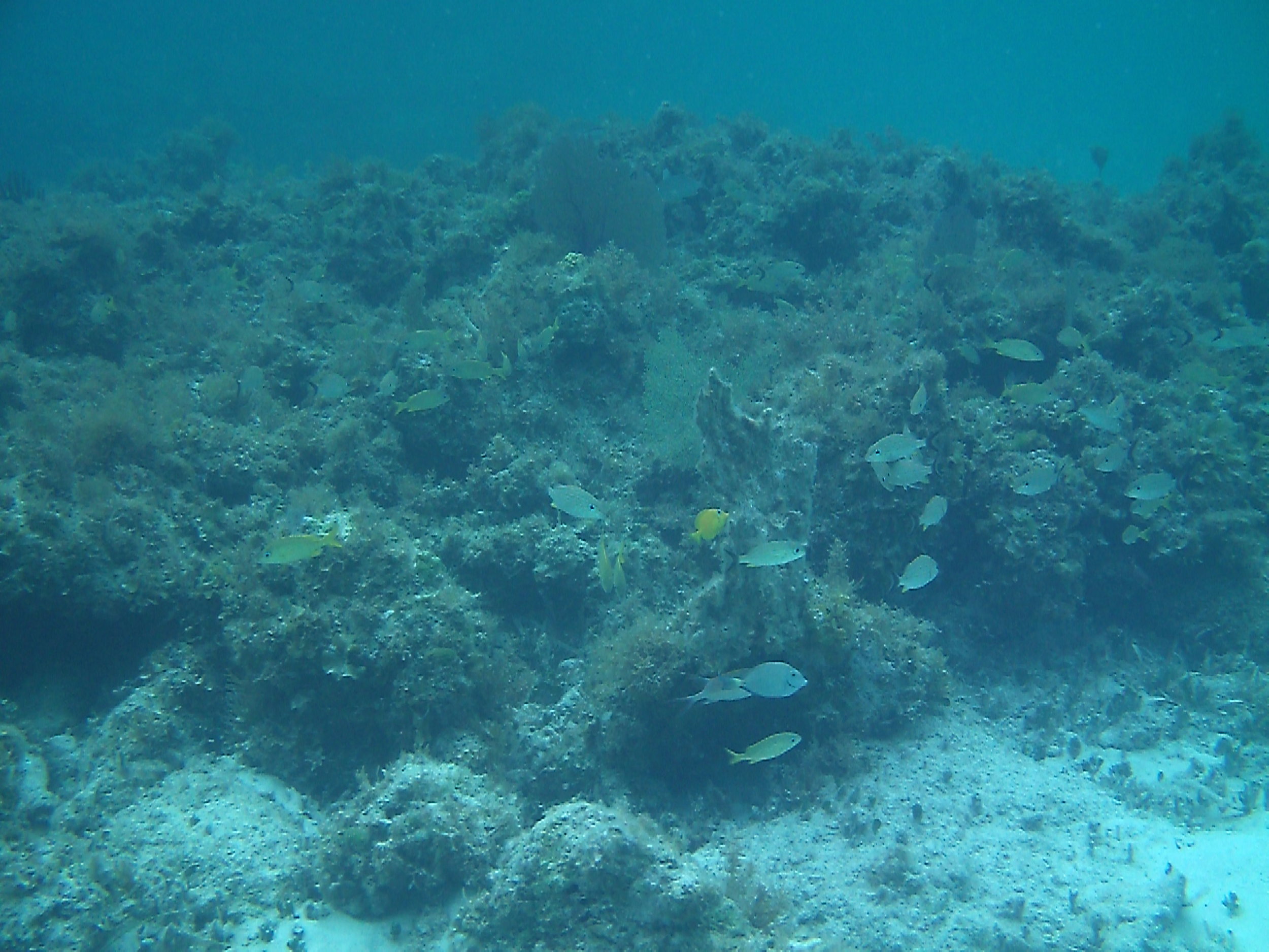 NP Fishes (2).JPG