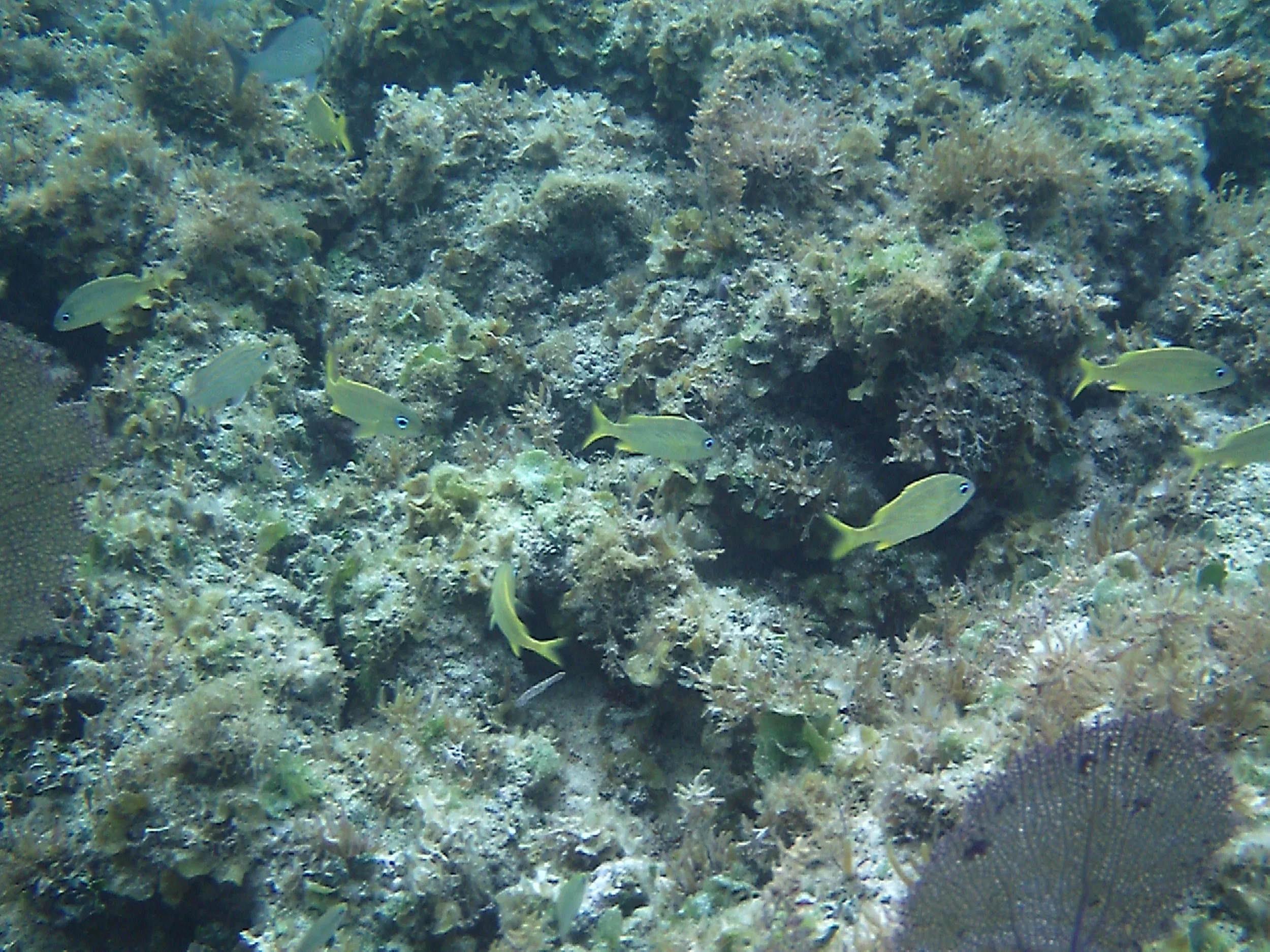 NP fishes (4).JPG