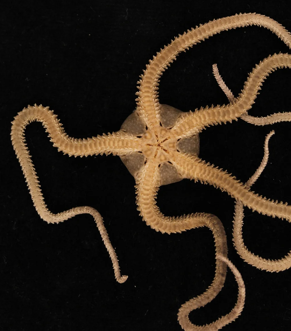 brittle-star-lc1.jpg