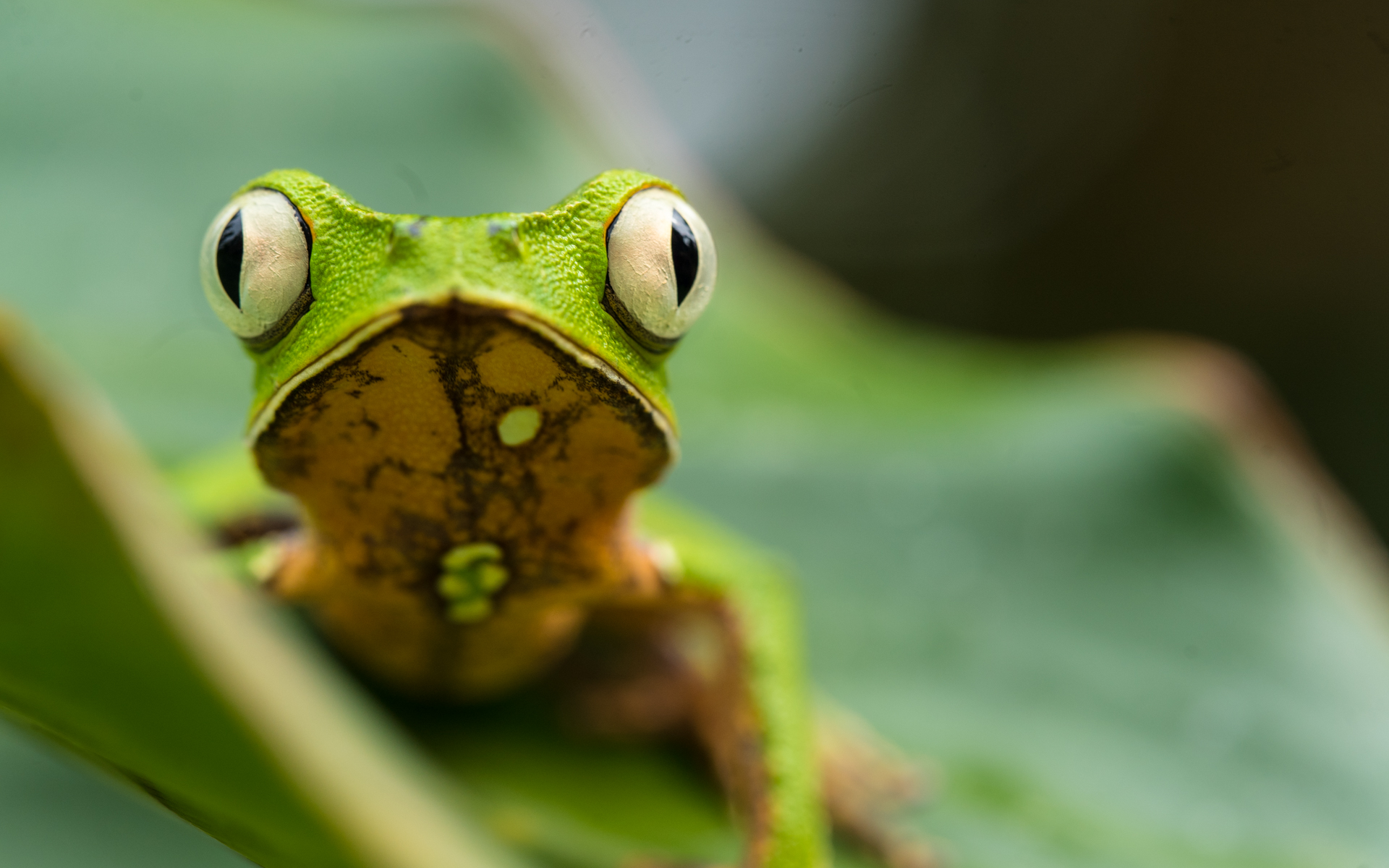 tree-frog-jone-troconis-08690.jpg