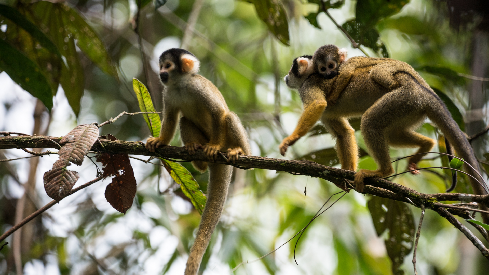 squirrel-monkeys-jone-troconis-08869.jpg