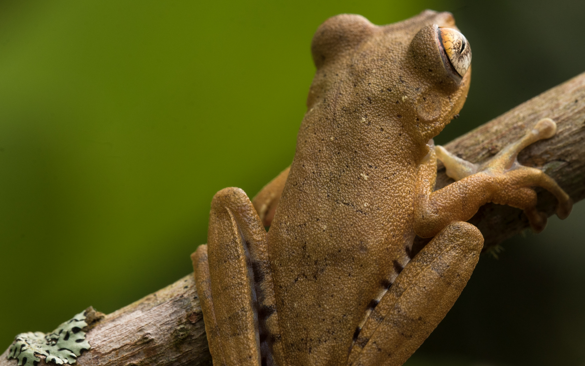 hypsiboas-geographicus-jone-troconis-08807.jpg