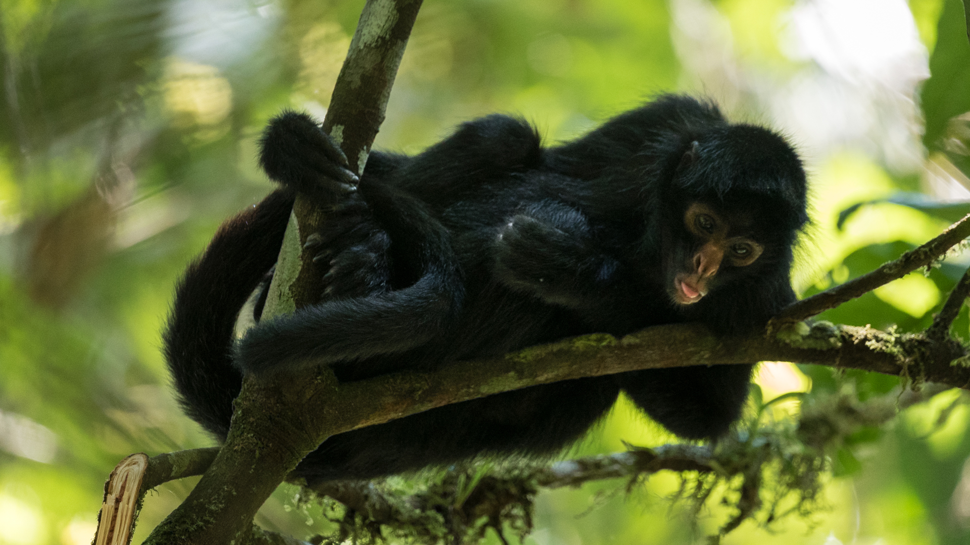 spider-monkey-tong-jone-troconis-08422.jpg