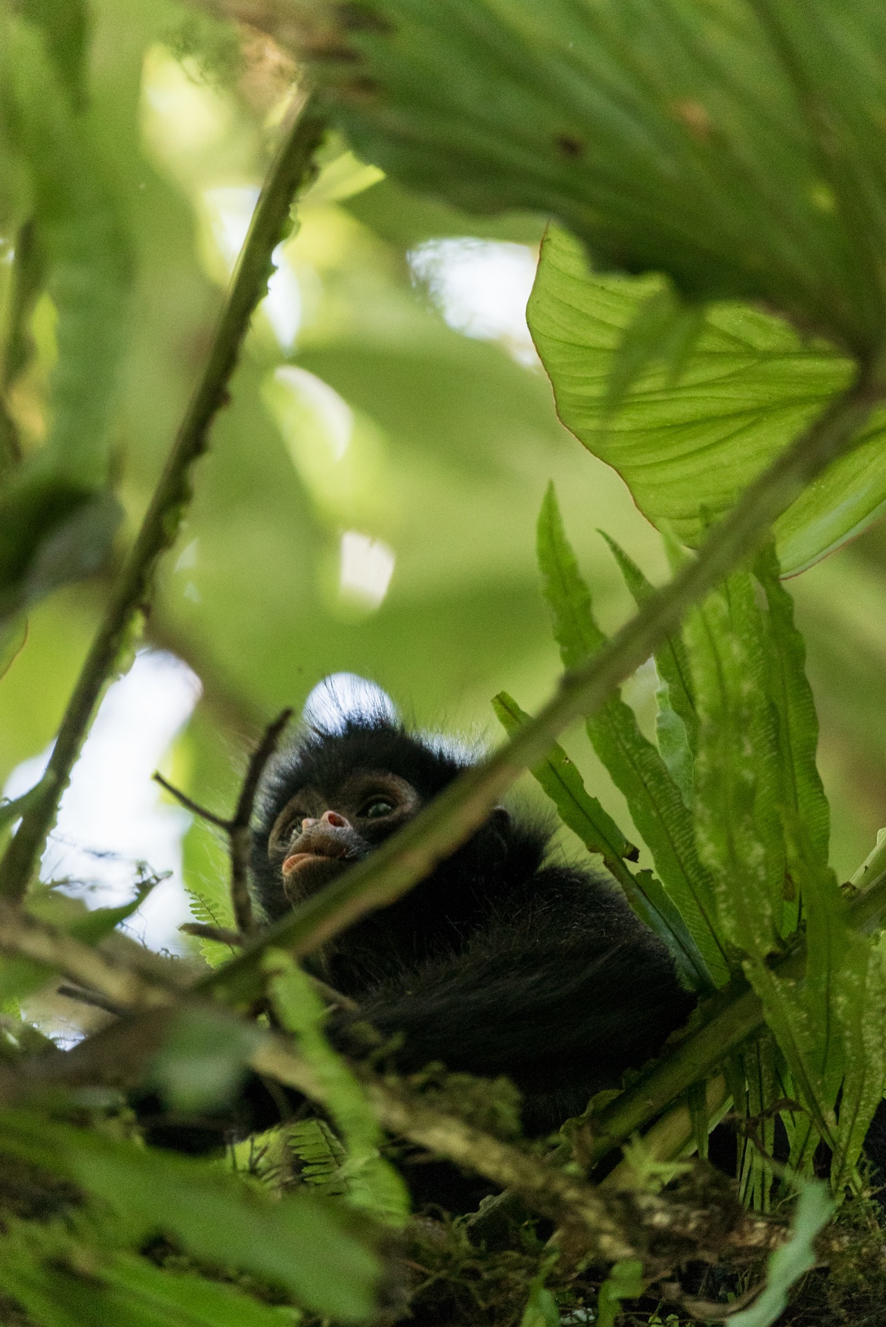 Youngspidermonkey08462.jpg