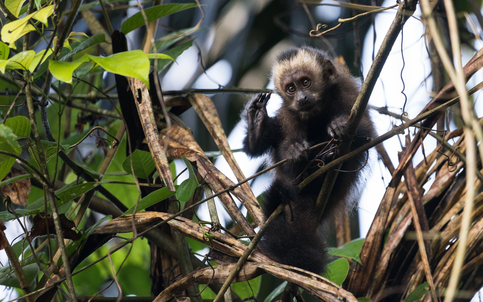 capuchin-monkey-08982.jpg