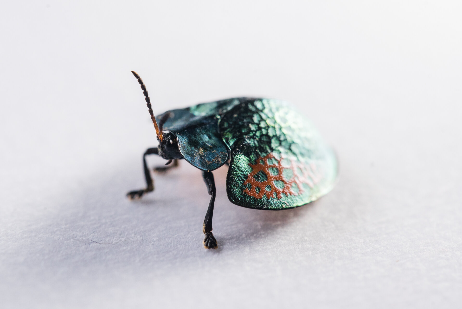 turtle-beetle-Jone-Troconis (1 of 1).jpg