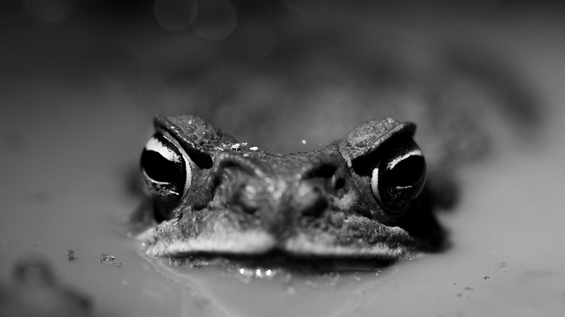 canetoad-Jone-Troconis (1 of 1).jpg