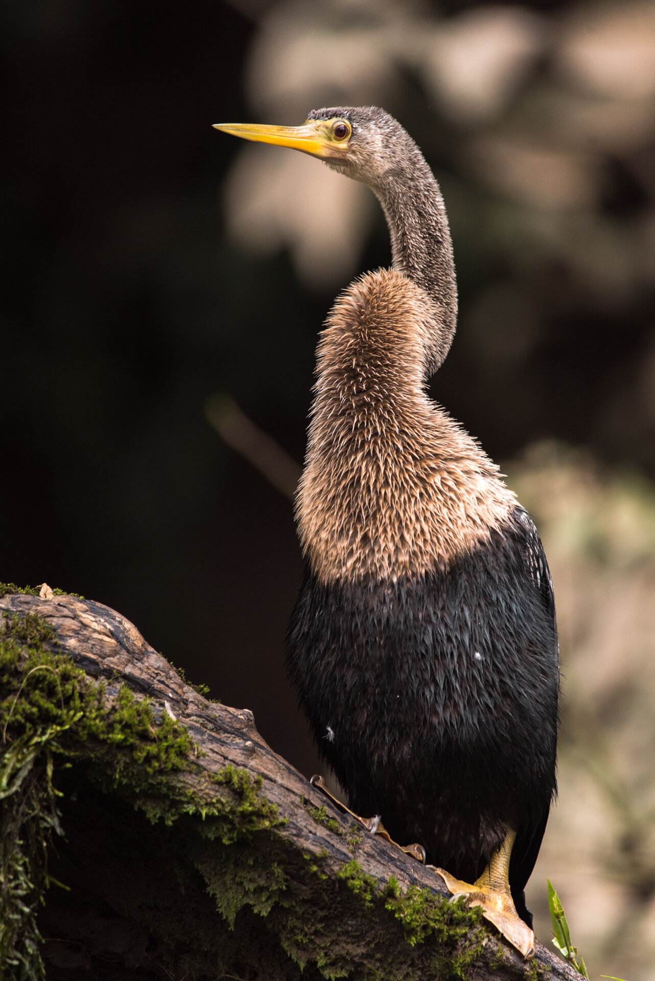 Anhinga-09439.jpg