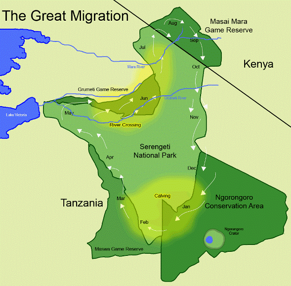 wildebeest-migration-in-tanzania-and-kenya.gif