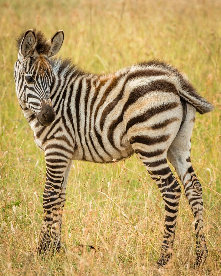 Baby Zebra in Serengeti