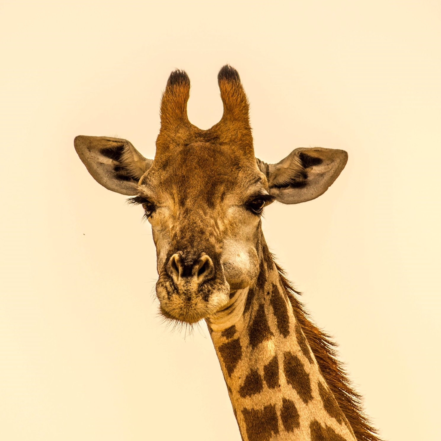 Sababu_Safaris_giraffe.jpeg