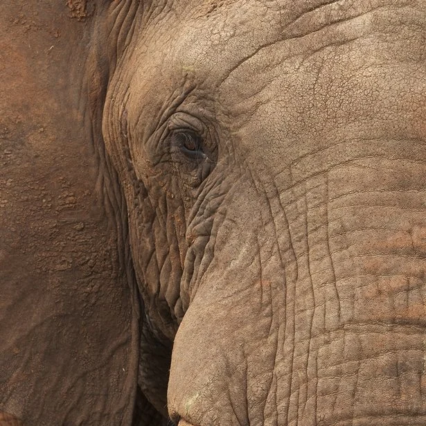 elephant.jpg