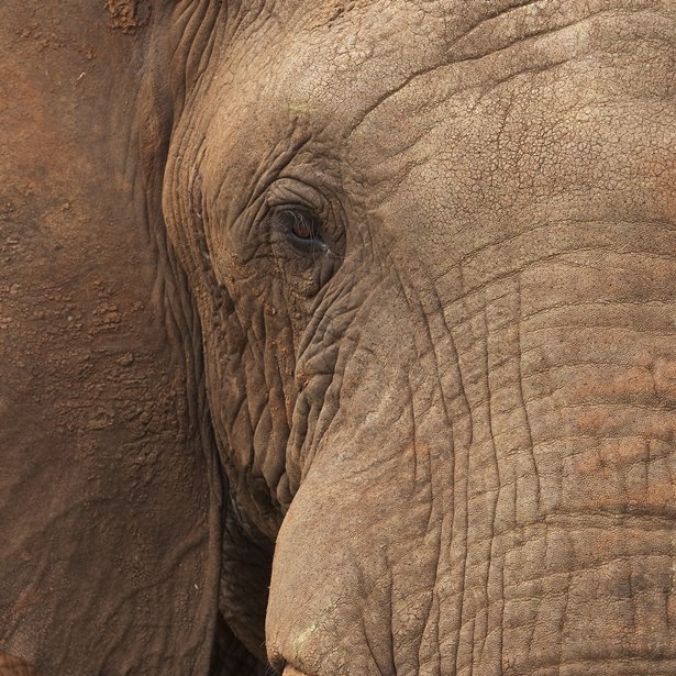 Sababu_Safaris_elephant.jpg
