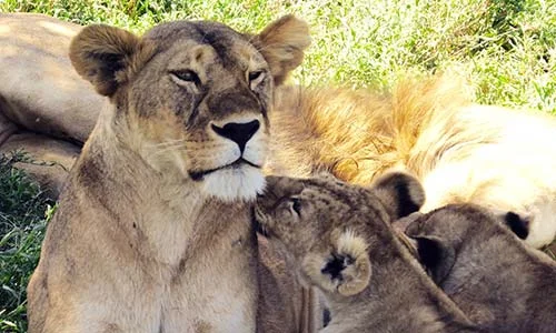Sababu_Safaris_CentralSerengetiLions_500x300px.jpg