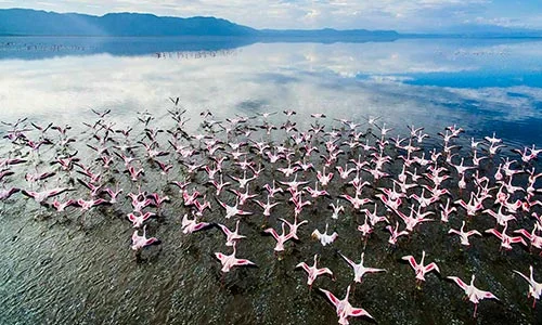 Sababu_Safaris_Lake-Manyara_500x300px.jpg