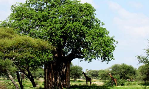 Sababu_Safaris_Baobab_500x300px.jpg