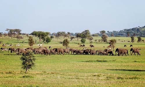 Sababu_Safaris_CentralSerengeti_Elephants_500X300px.jpg