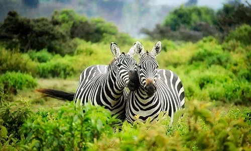 Sababu_Safaris_ArushaNationalPark_500x300px.jpg