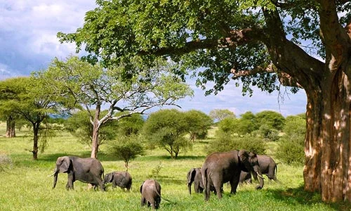 Sababu_Safaris_Tarangire_500x300px.jpg