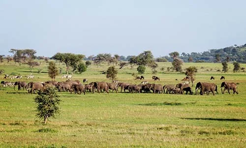 Sababu_Safaris_CentralSerengeti_Elephants_500X300px.jpg