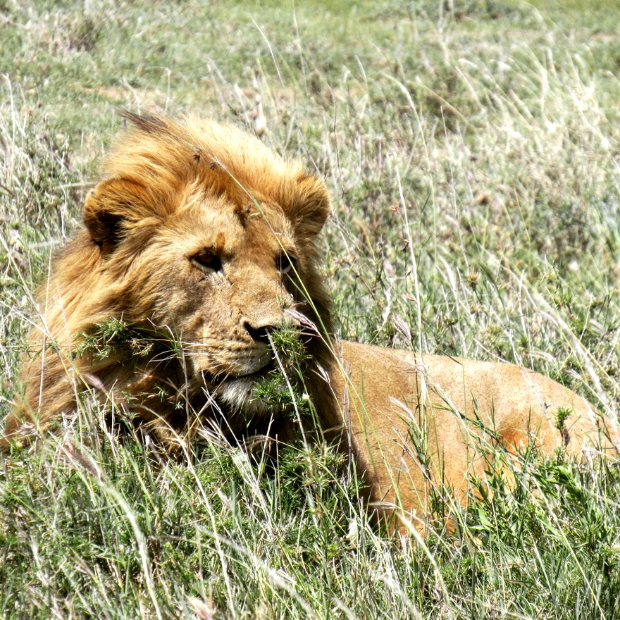 Young Lion in Serengeti