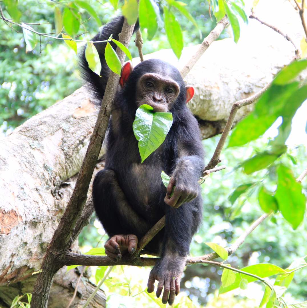 Chimpanzee in Tree