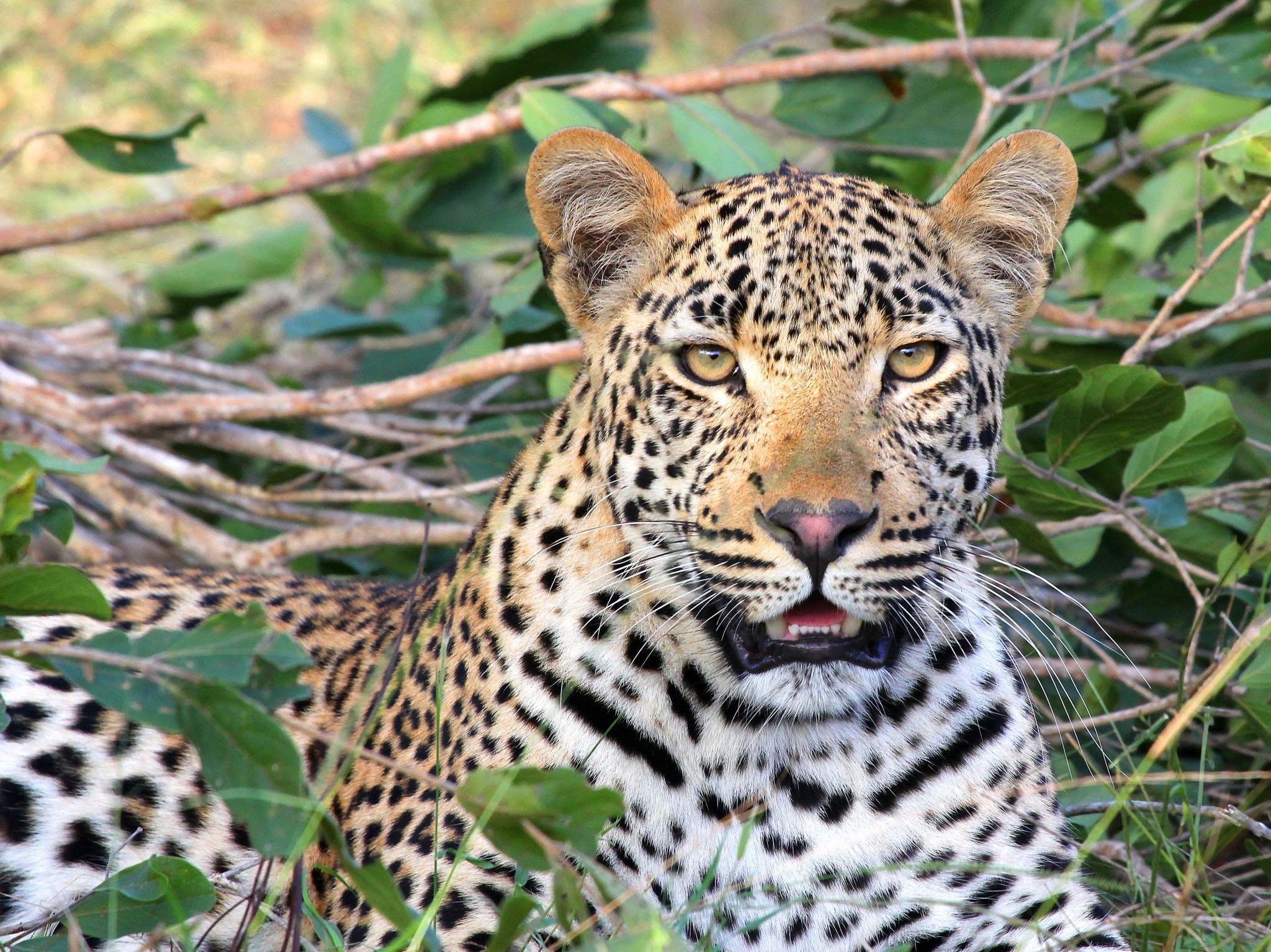Leopard in Ngorongoro Conservation Area
