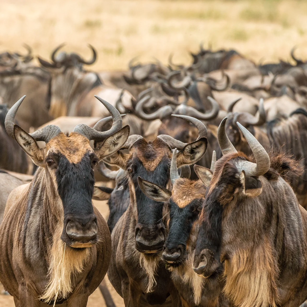 wildebeest_headshot.jpg
