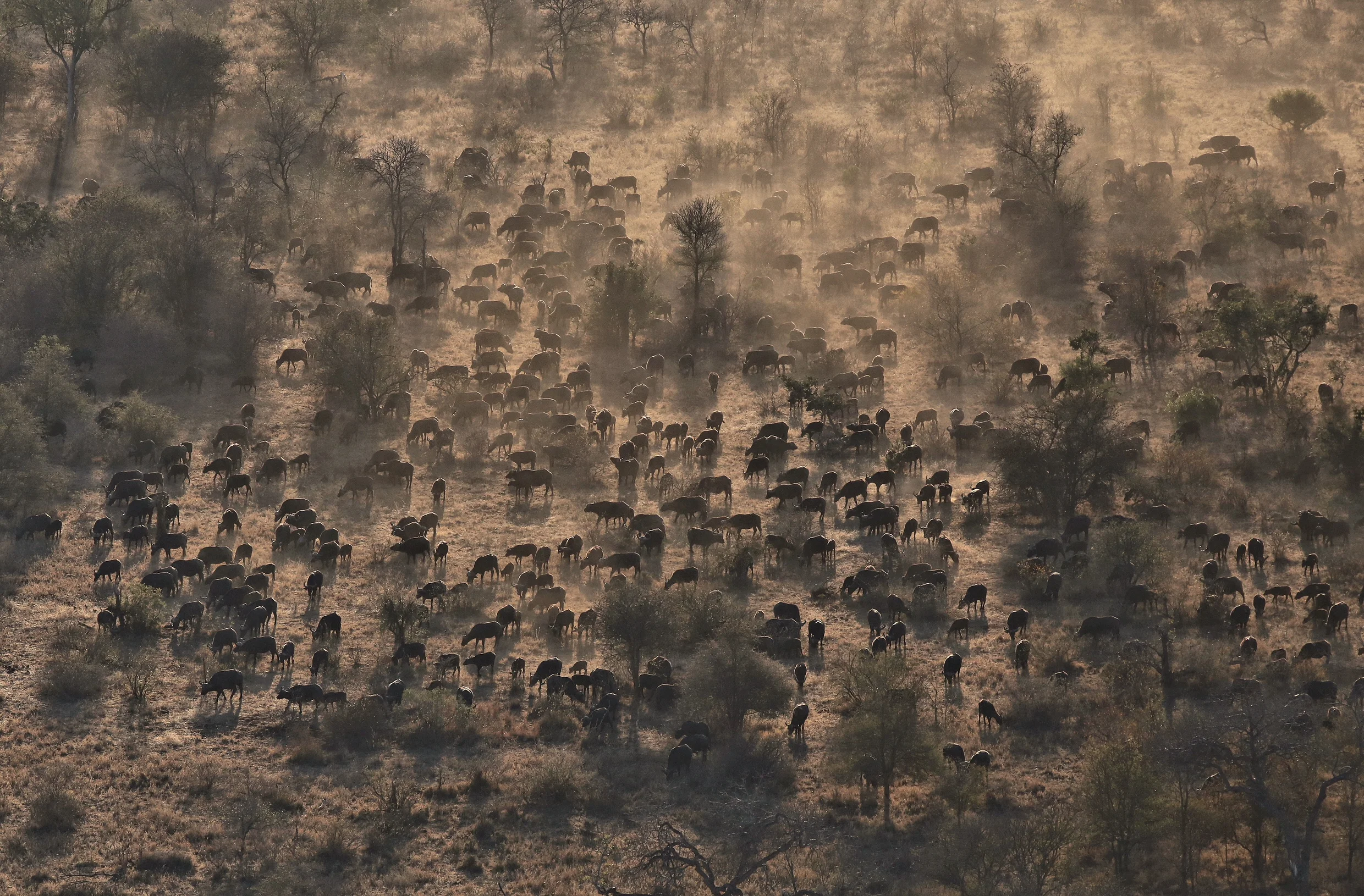 wildebeest_airshot.jpg