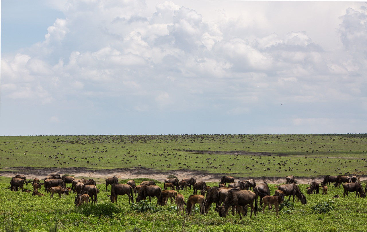 Wildebeest herd in Serengeti