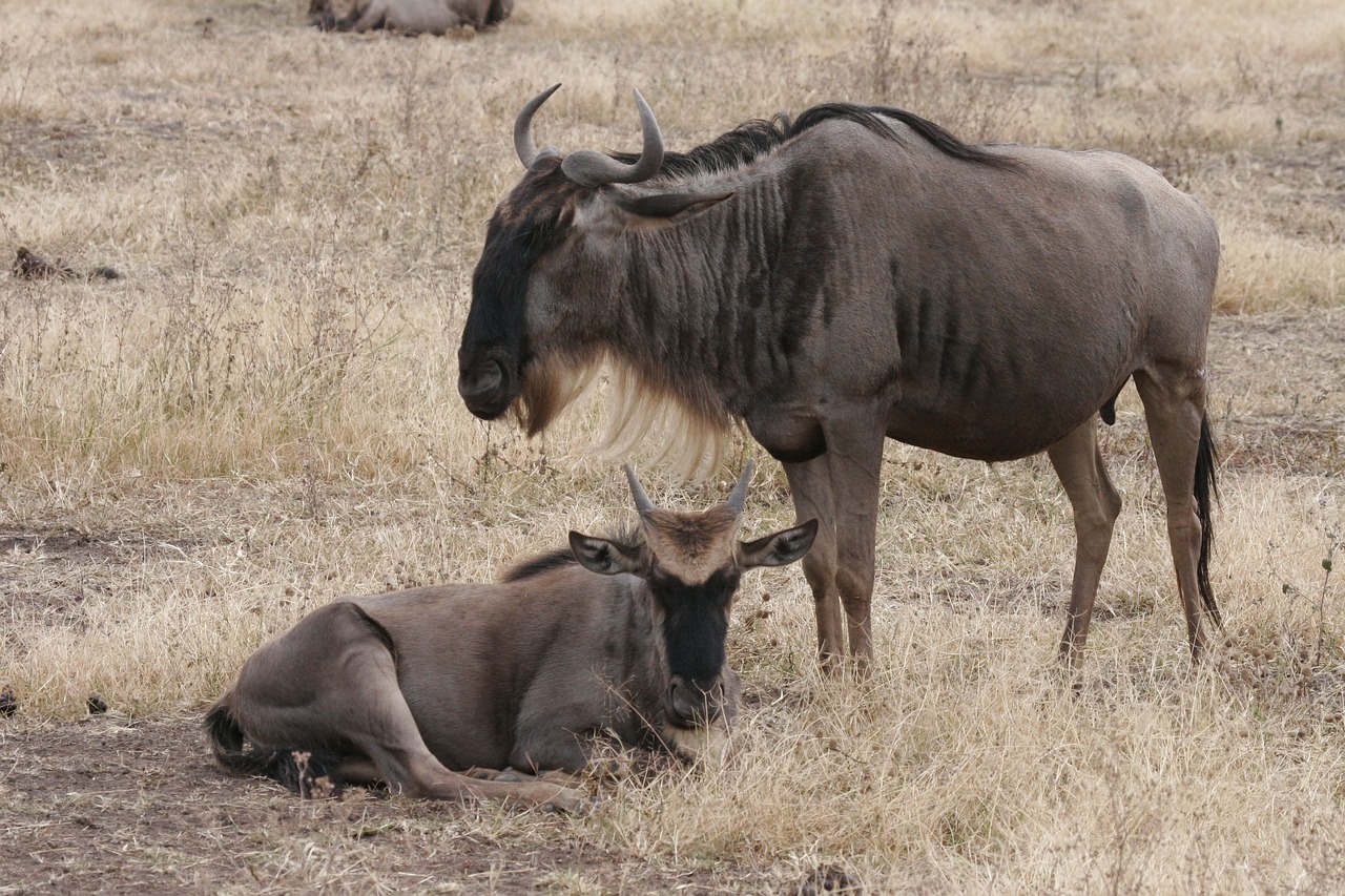 Wildebeest mother and calf